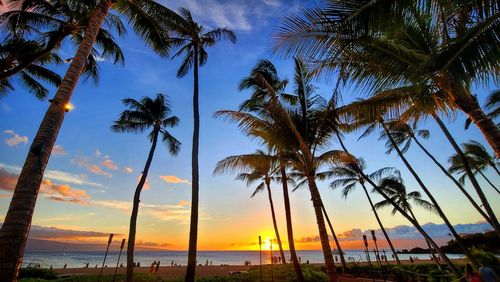 Palm trees on beach against sky during sunset