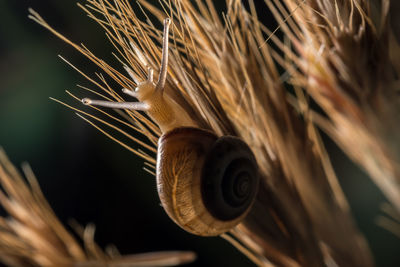 Close-up of snail on plant