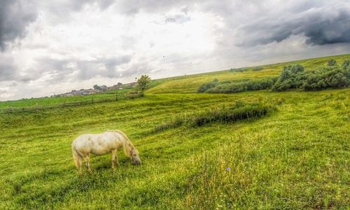 Sheep grazing on grassy field against cloudy sky