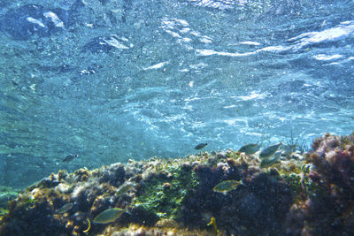 Close-up of jellyfish swimming in sea