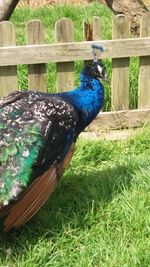 High angle view of a bird on field