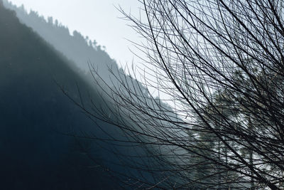 Close-up of bare tree against sky