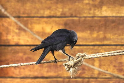 Close-up of bird perching on branch