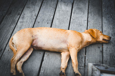 High angle view of dog sleeping on wood