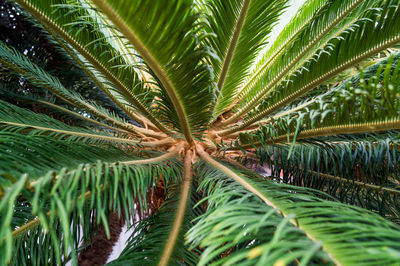 Close-up of palm trees