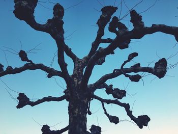 Low angle view of bare trees against clear blue sky