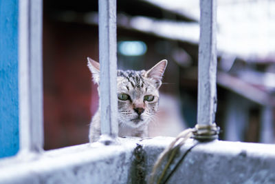 Portrait of a cat