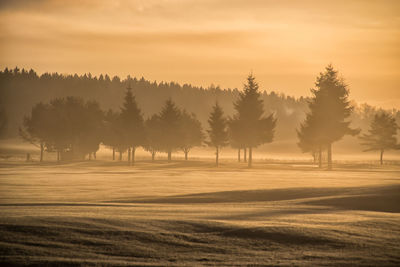 Trees on field against sky during winter