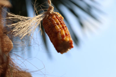 Low angle view of banana hanging on leaf