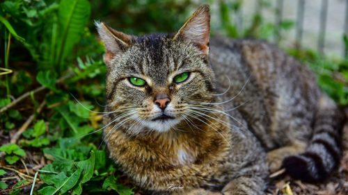 Close-up portrait of cat resting on field