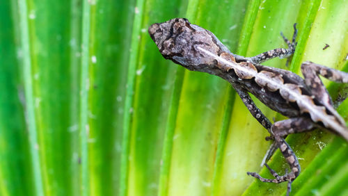 Close-up of wet leaves on tree