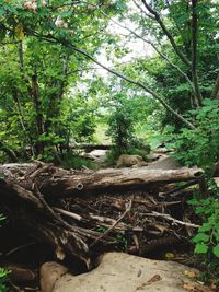 Trees in forest