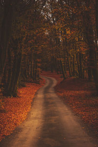 Road amidst trees in forest during autumn