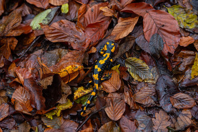 Salamander 