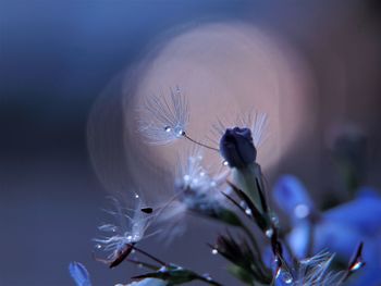 Close-up of dandelion on plant