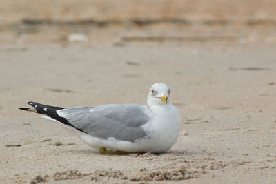 Close-up of seagull on land