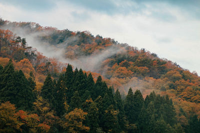 Scenic view of trees in forest against sky