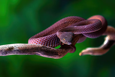 Close-up of snake