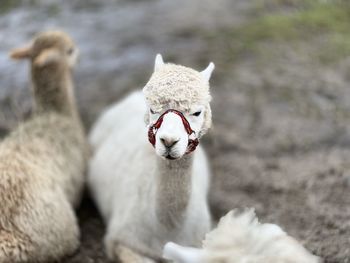 Close-up of a horse