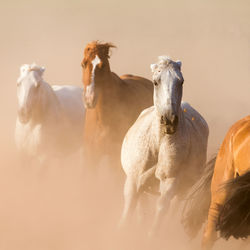 Horses running on field