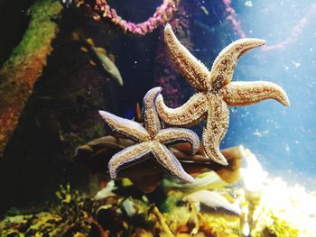 Close-up of starfish in sea