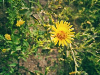 Close-up of yellow flowering plant on field