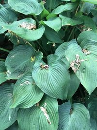 Close-up of green butterfly on plant