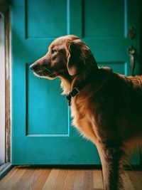 Close-up of a dog looking away