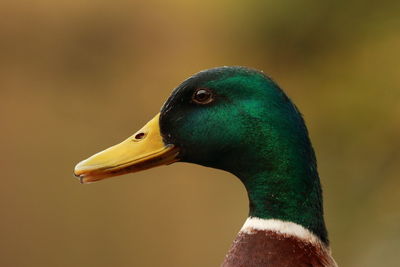 Close-up of peacock