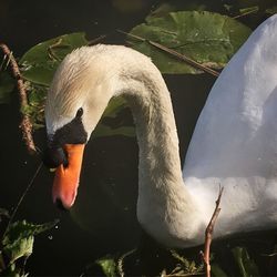 Close-up of swan in lake