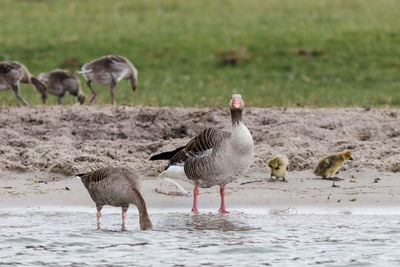 Flock of seagulls on beach