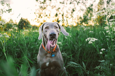 From above of funny weimaraner with grey wool sitting with open chaps  