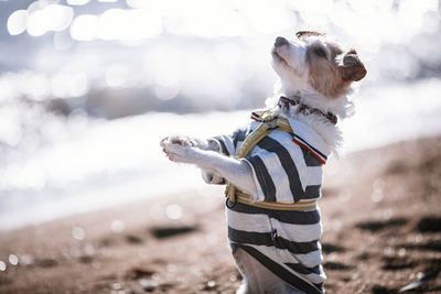 Dog standing outdoors