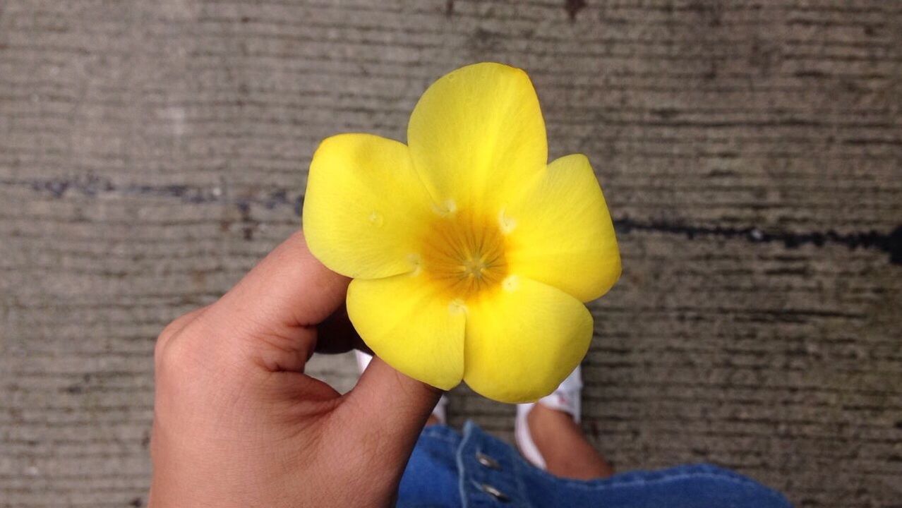 MIDSECTION OF WOMAN HOLDING YELLOW FLOWER