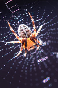 Close-up of spider on web