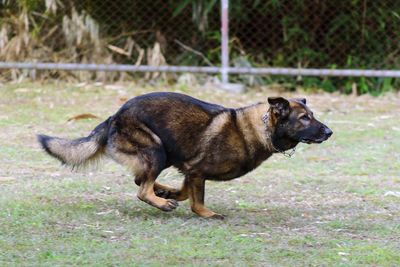 Side view of dog standing on field