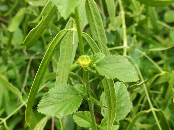 Close-up of wet plant on field