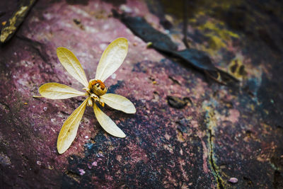 High angle view of flower on plant