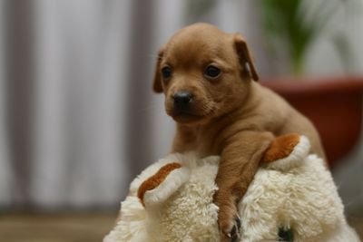 Close-up portrait of a dog