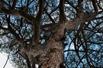 Low angle view of bare tree against sky