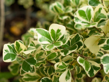 Close-up of leaves on tree