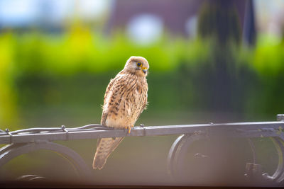 Close-up of falcon perching on railing