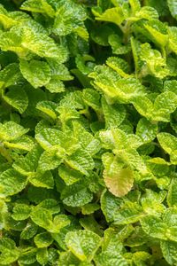 Full frame shot of green leaves