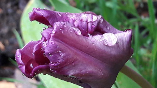 Close-up of wet flower blooming outdoors