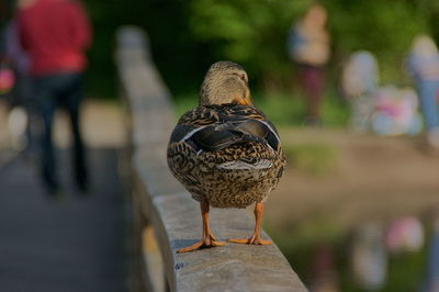 Duck walking along the railing of the bridge