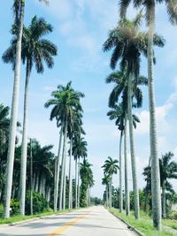 Road amidst palm trees against sky