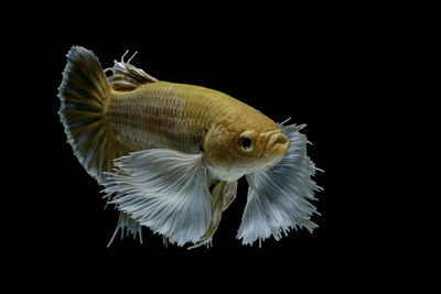 Close-up of fish swimming in sea against black background