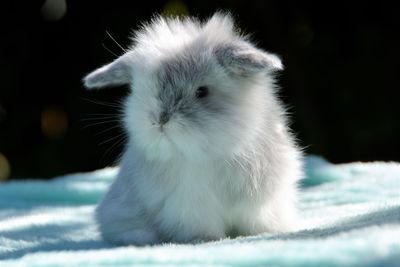 Close-up of white cat