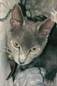 Close-up portrait of cat