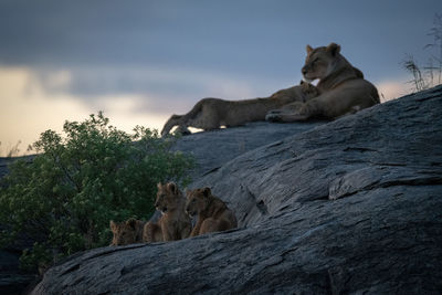 Lioness nurses cub on rock by others